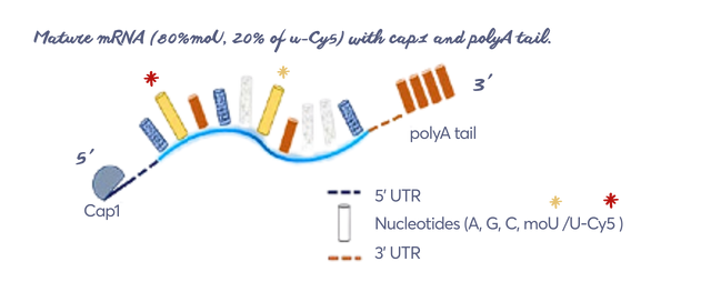 mrna labeling