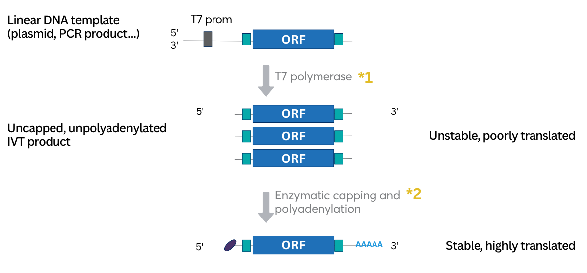 synthetic RNA production