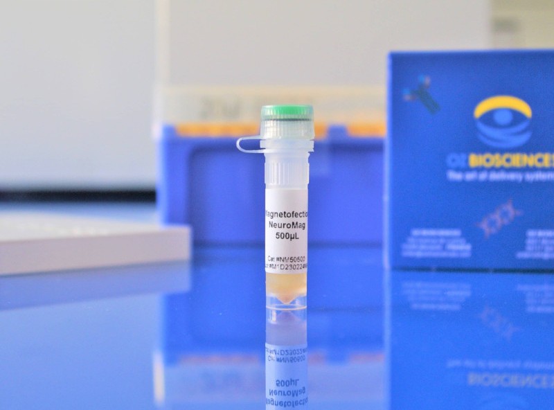 primary neuron transfection