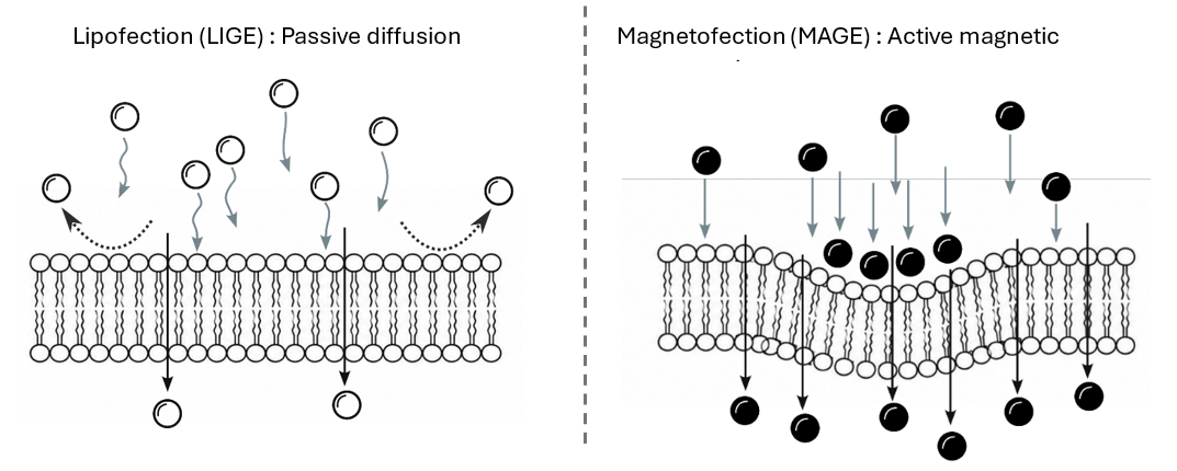 magnetic nanoparticle delivery