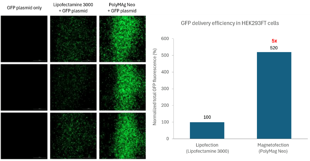 GFP-expressing CRISPR plasmid delivery