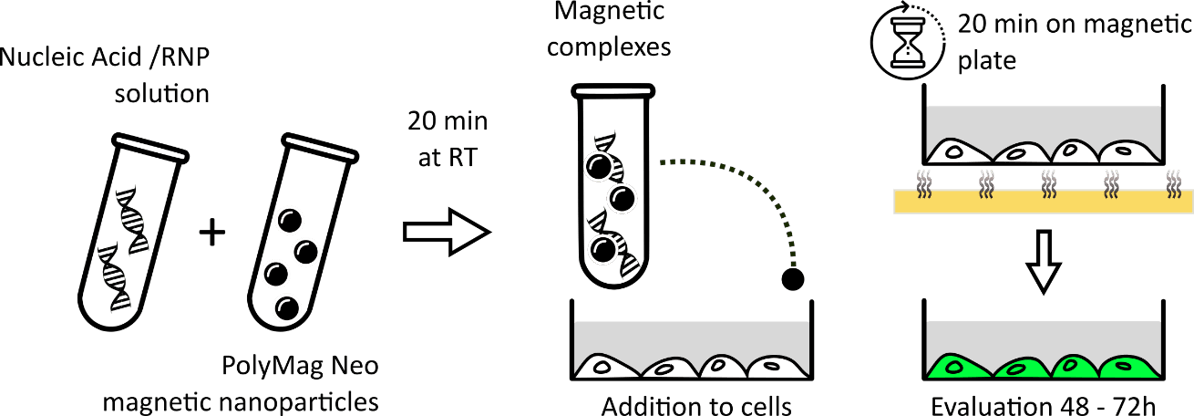 CRISPR editing
