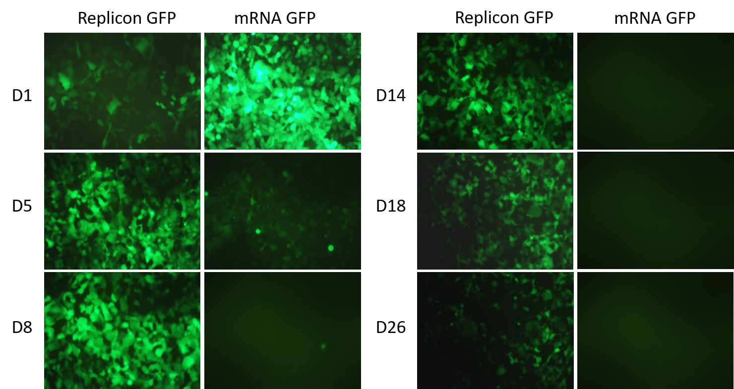 Self-amplifying RNAs results