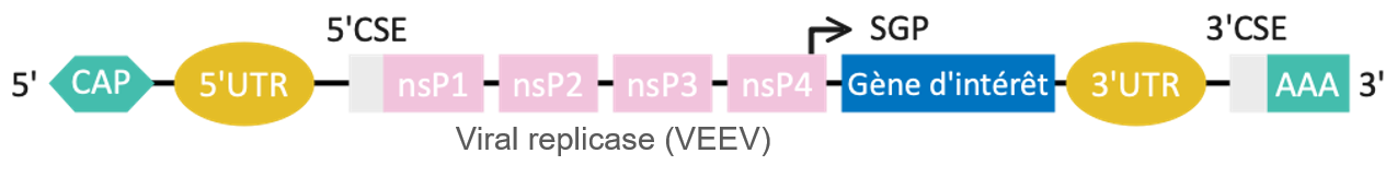 saRNA synthesis