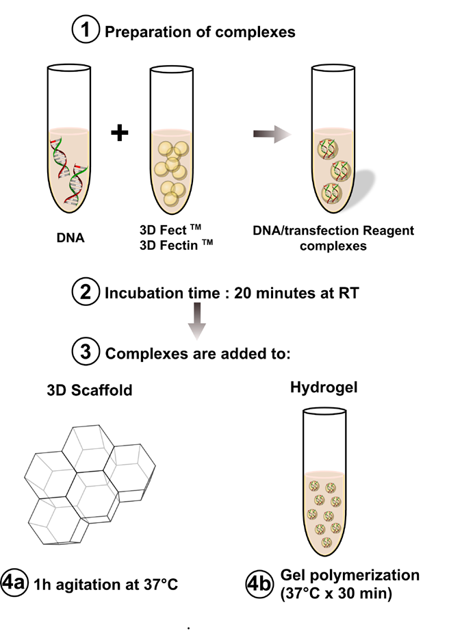 3D Transfection