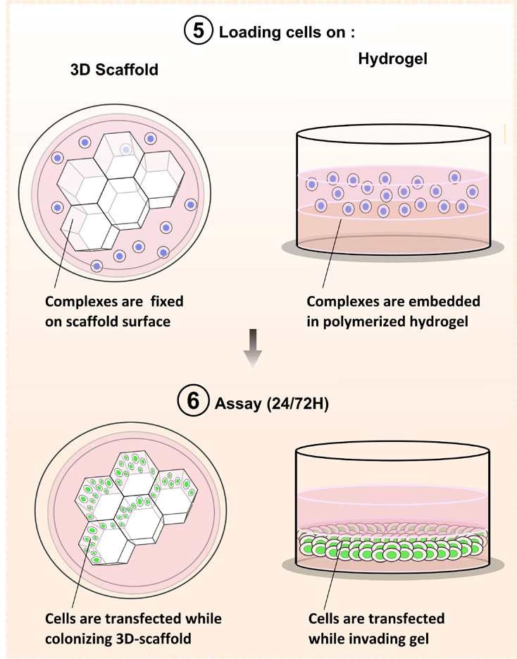 3D transfection reagents