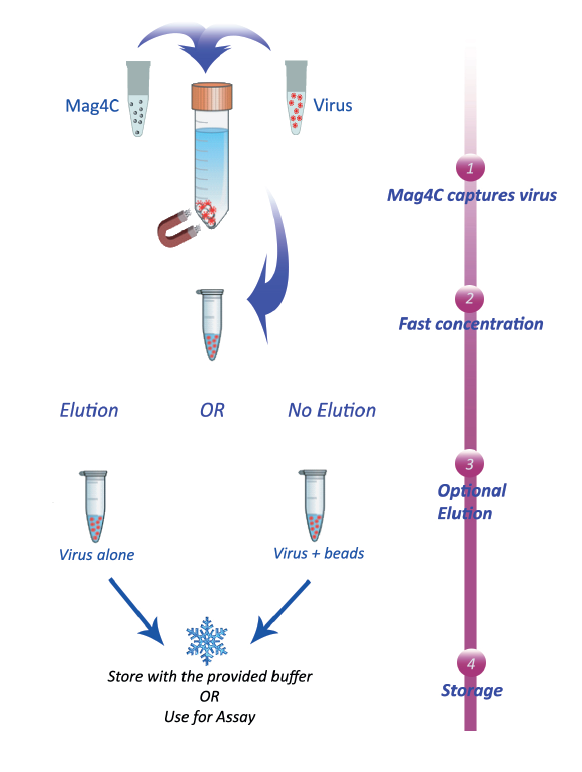 Magnetic virus Concentration from OZ Biosciences