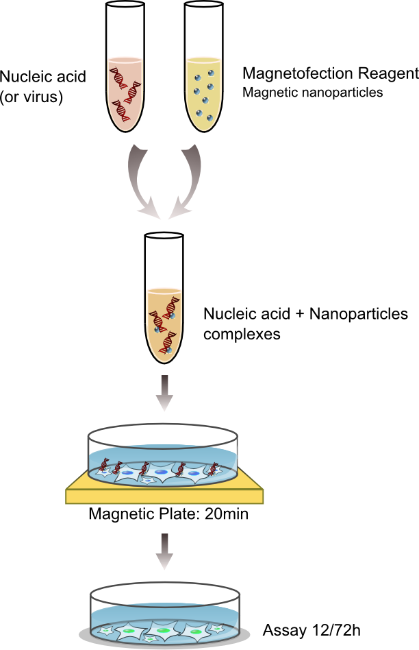 Magnetofection Method from OZ Biosciences