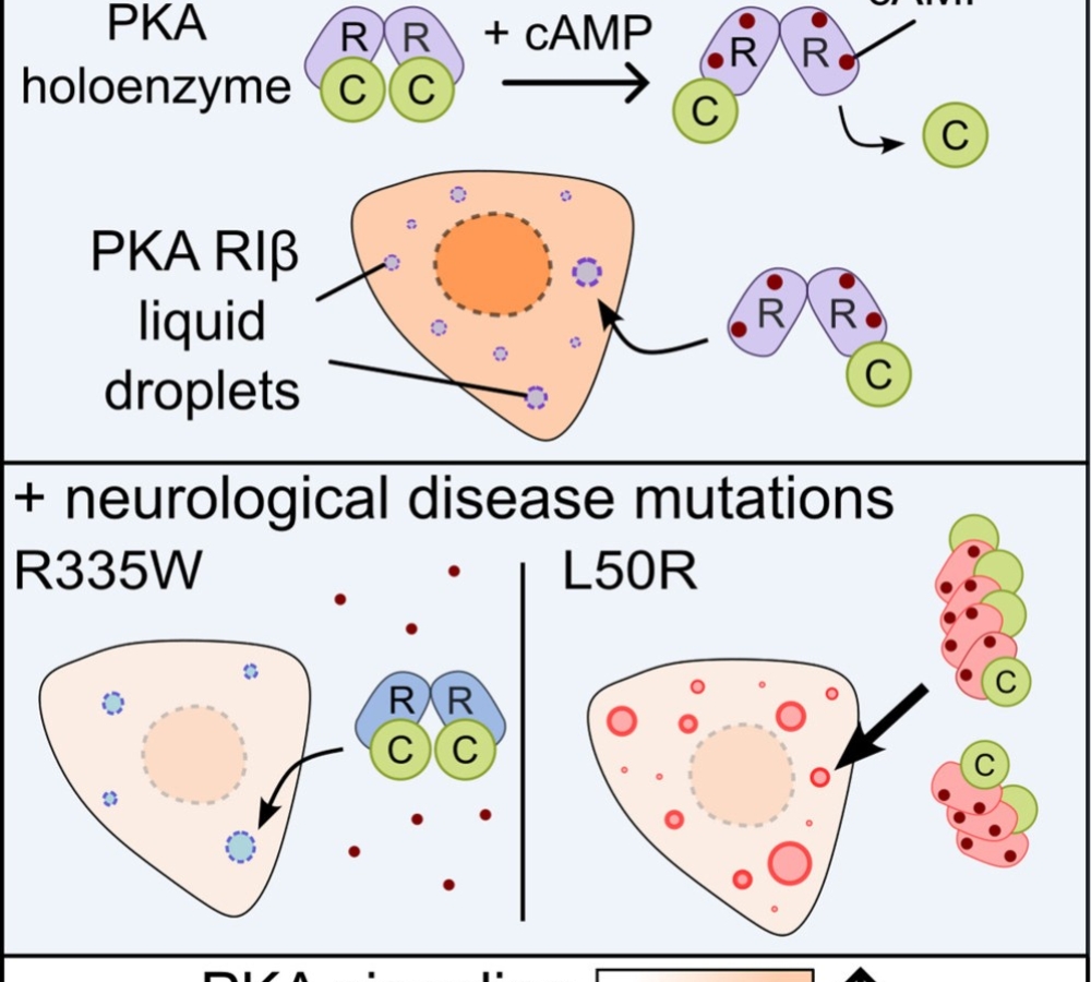 Aberrant phase separation of two PKA RIβ neurological disorder mutants