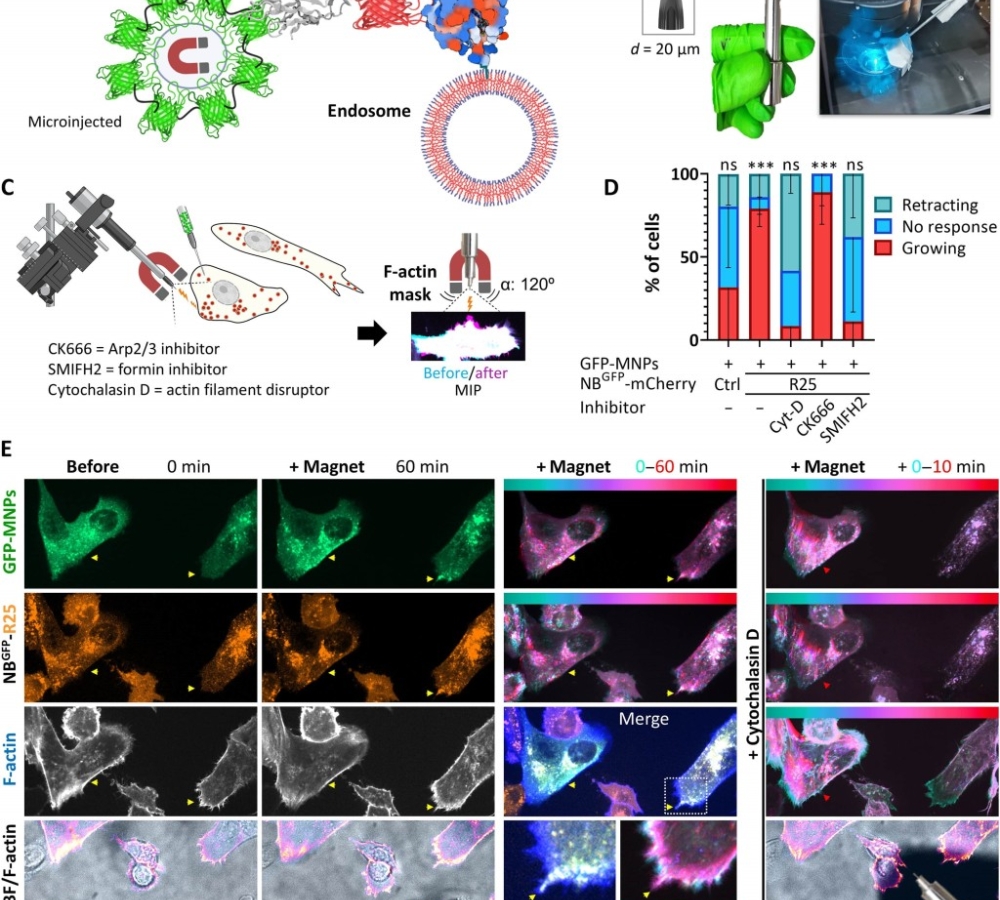 Live-cell magnetic manipulation of endosomes’ effect on actin protrusions