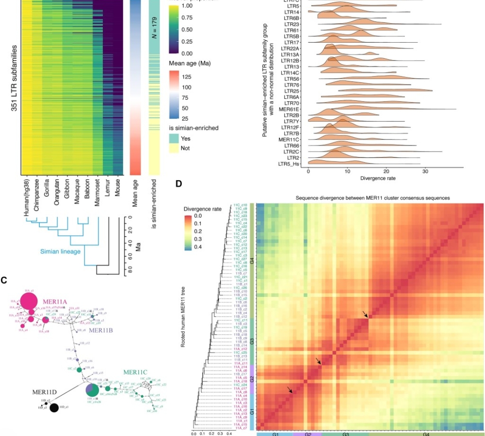 A phylogenetic approach uncovers cryptic endogenous retrovirus subfamilies