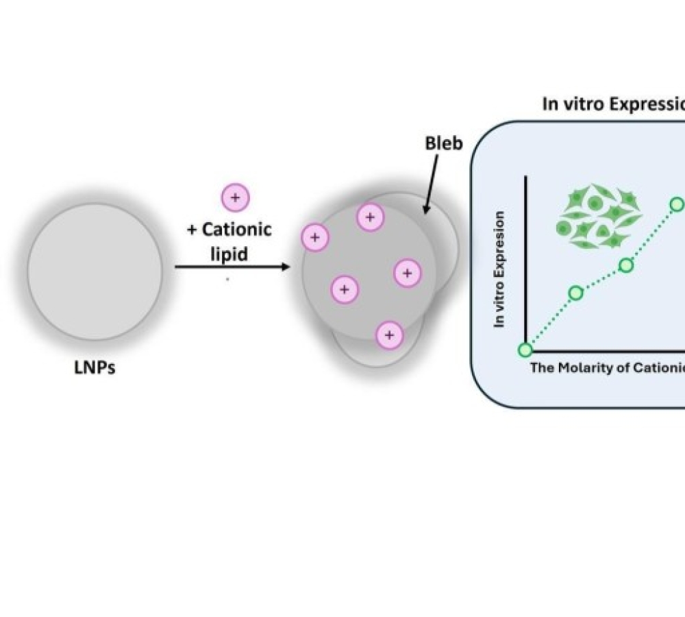 A comparative study of cationic lipid-enriched LNPs for mRNA vaccine delivery