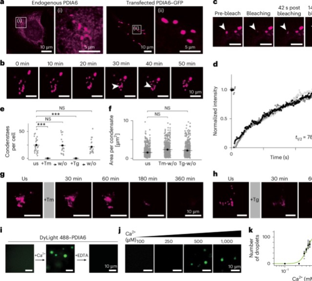 A multichaperone condensate enhances protein folding in the endoplasmic reticulu