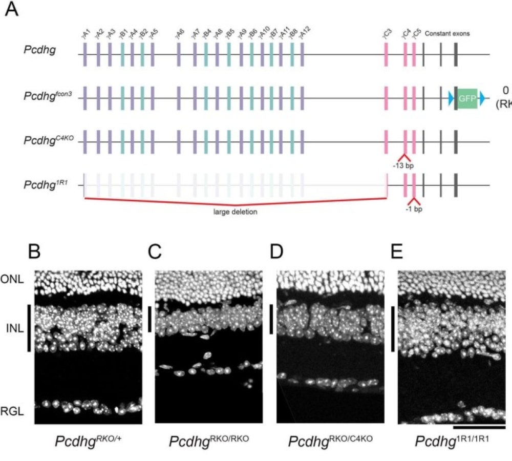 Protocadherin γC4 Promotes Neuronal Survival in the Mouse Retina