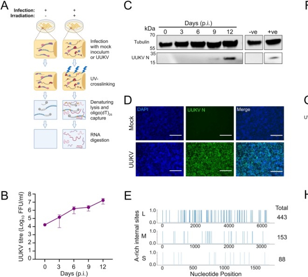 Uukuniemi virus infection remodels the RNA-binding proteome in tick cells