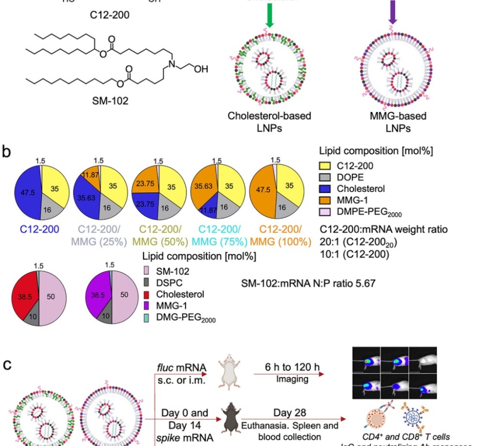 Cholesterol in mRNA-Lipid Nanoparticles can be Replaced with the Synthetic MMG-1