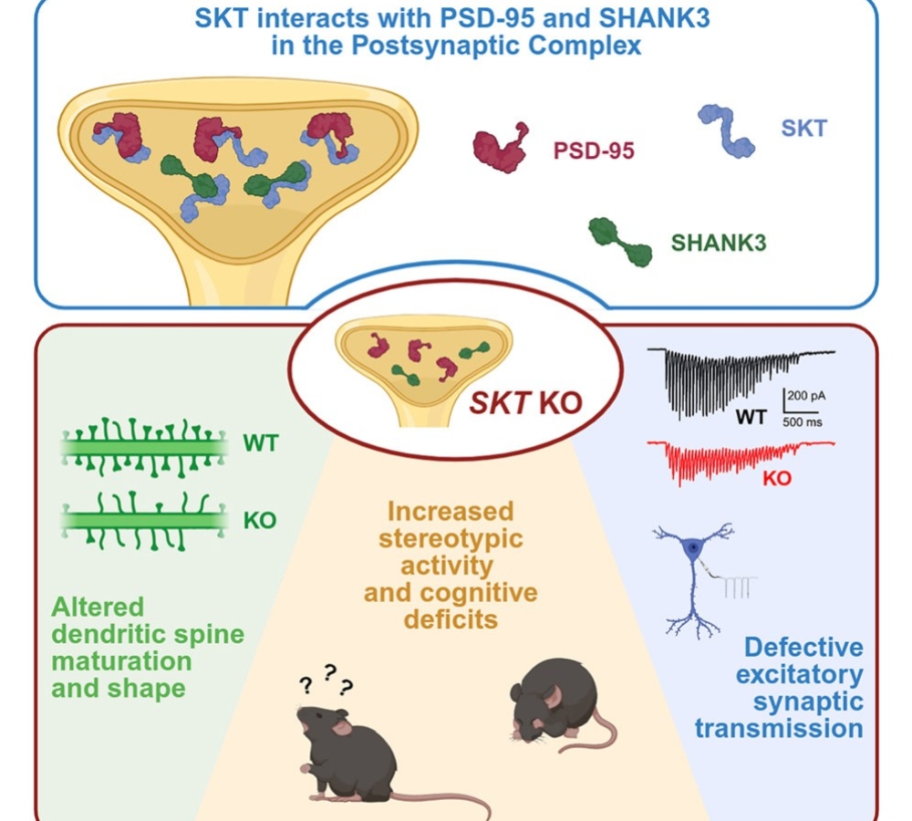 The adaptor SKT interacts with PSD-95 and SHANK3 and affects synaptic functions