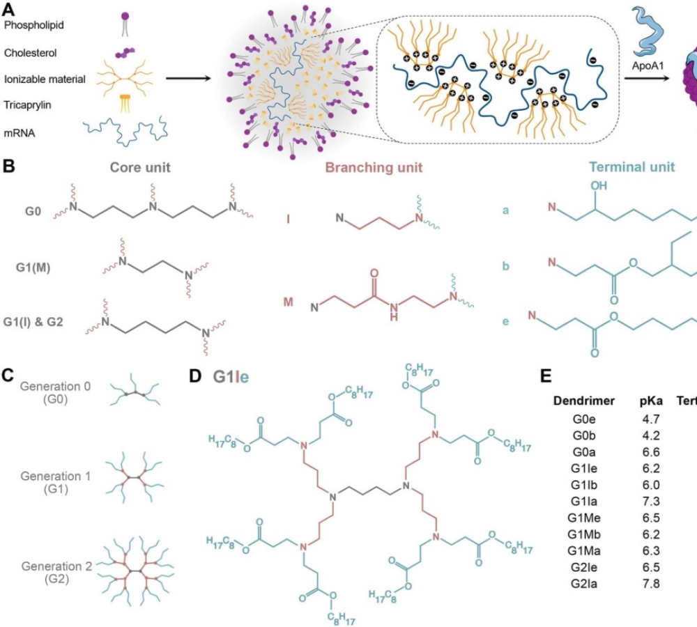 Dendrimers Improve Apolipoprotein Nanoparticle mRNA Delivery to Immune Cells