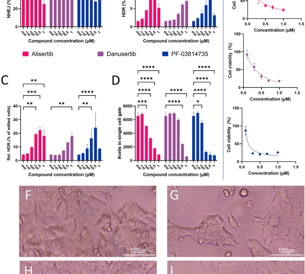 Aurora Kinase A inhibition favors CRISPR/Cas9 gene correction over knock-out