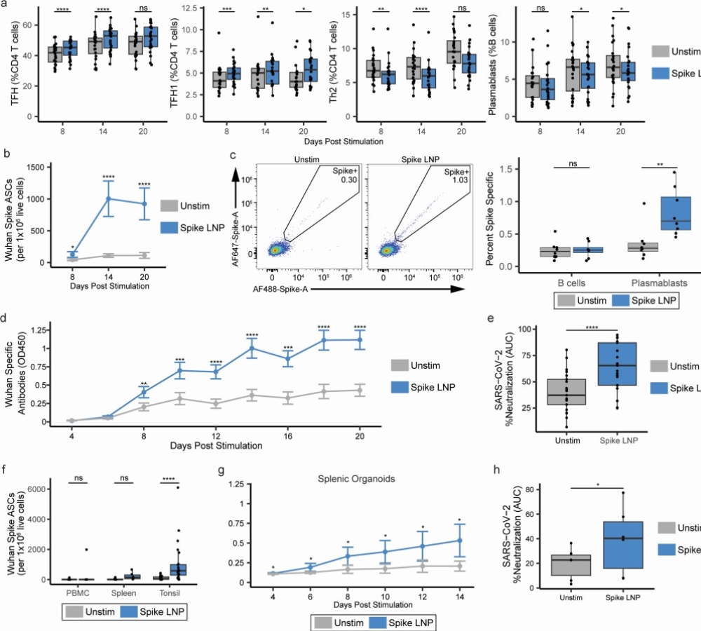 Human CD4 T cells are functional targets for LNP-based mRNA vaccines