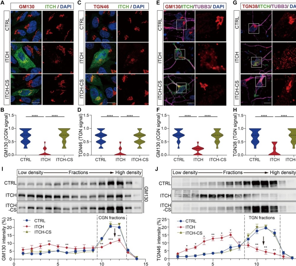 ITCH regulates Golgi integrity and proteotoxicity in neurodegeneration