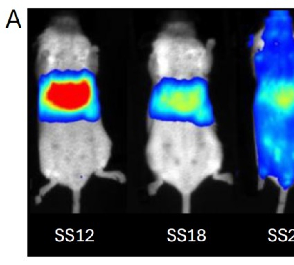 White paper: Ionizable lipids for mRNA-LNP and siRNA-LNP