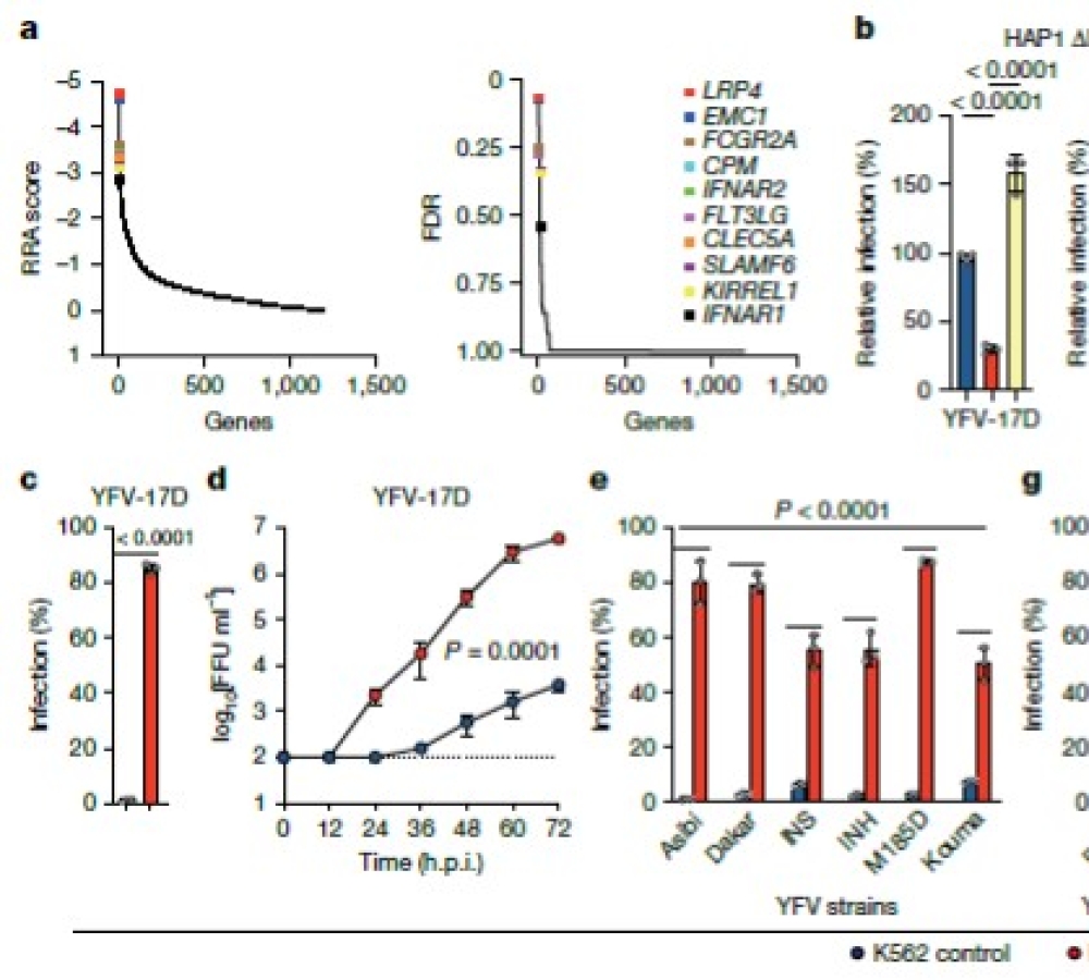 Multiple LDLR family members act as entry receptors for yellow fever virus