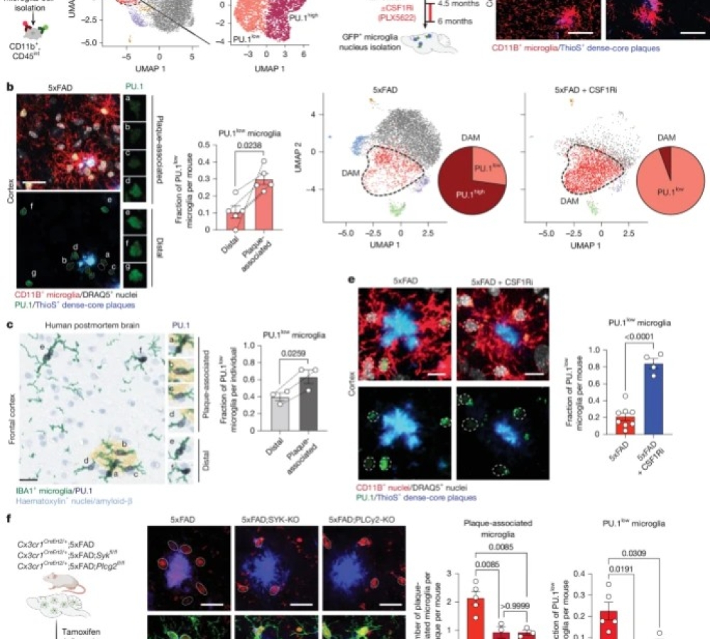 Lymphoid gene expression supports neuroprotective microglia function