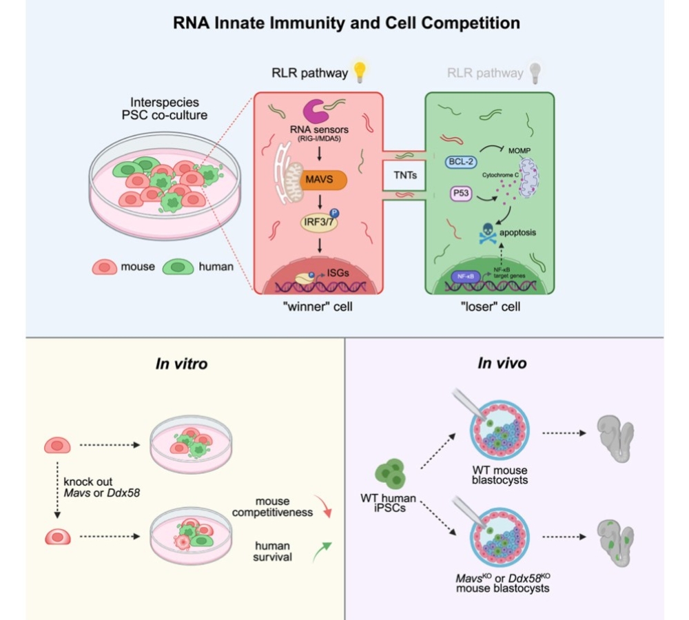 RNA innate immunity constitutes a barrier for interspecies chimerism