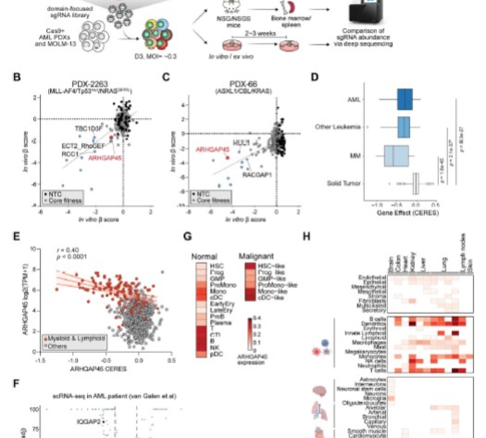 Systematic Evaluation of GAPs and GEFs Identifies a Targetable Dependency