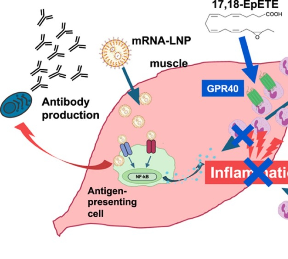 17,18-epoxyeicosatetraenoic acid ameliorates mRNA-LNP–induced local inflammation