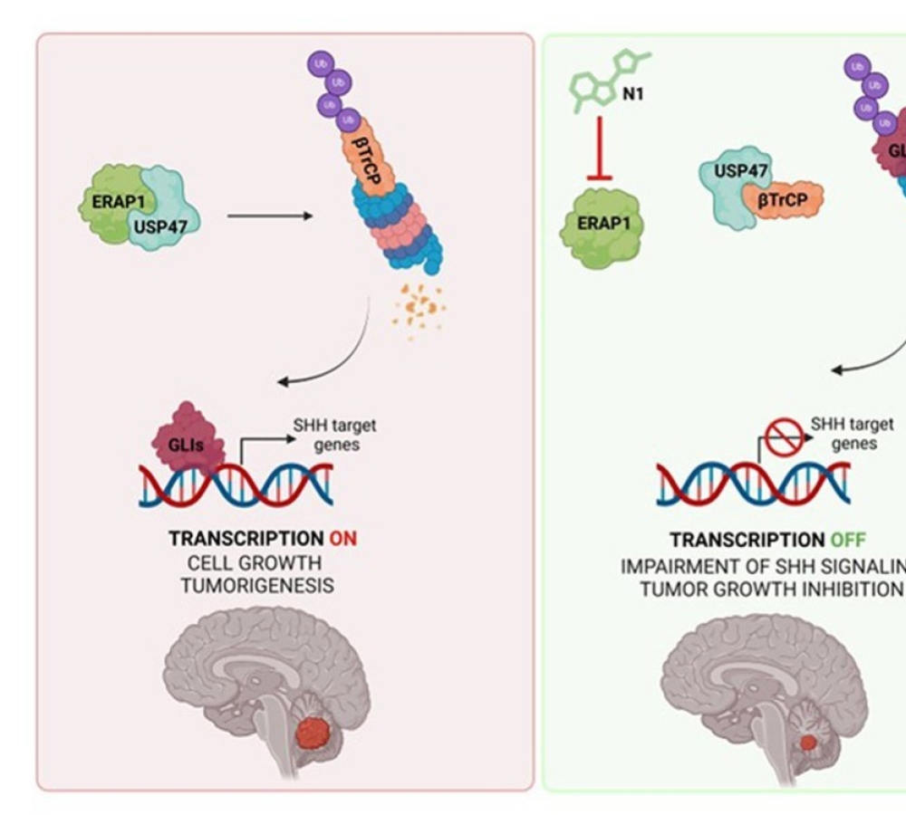 Discovery of a selective ERAP1 inhibitor for Hedgehog-dependent cancer treatment