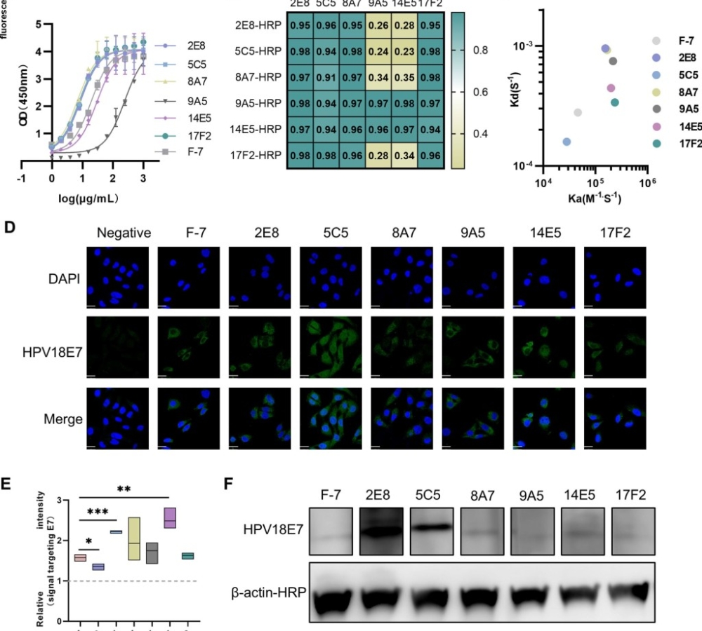 An mRNA-encoded scFv antibody targeting the helix-α3 of HPV18 E7 oncoprotein