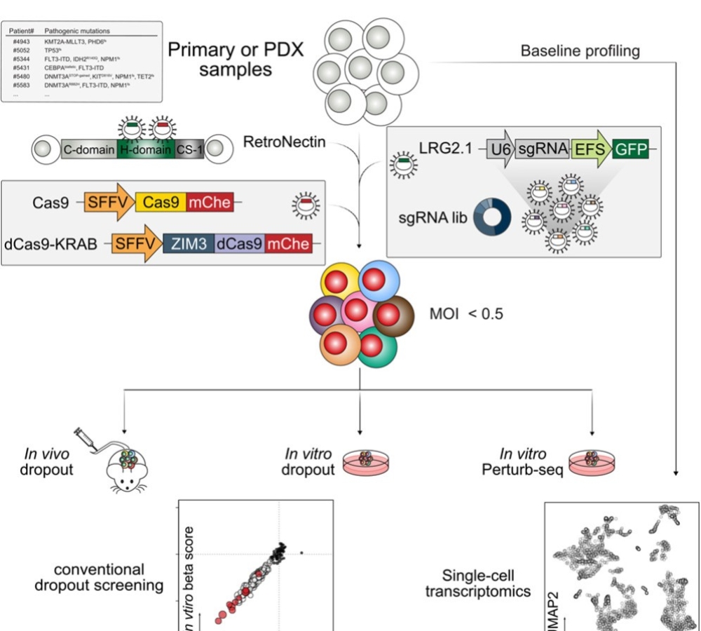 CRISPR-based functional genomics  in primary acute myeloid leukemia samples