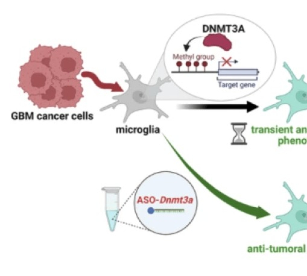 Glioma-induced DNMT3A reduction in microglia promotes an anti-tumoral phenotype