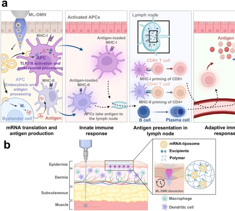 Transdermal Delivery of an mRNA-Liposome Vaccine via Dissolving Microneedle