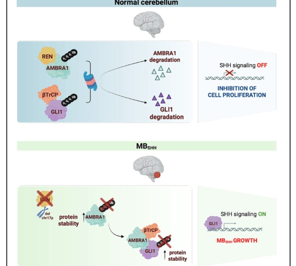 AMBRA1 enhances Sonic Hedgehog signaling in cerebellum and medulloblastoma
