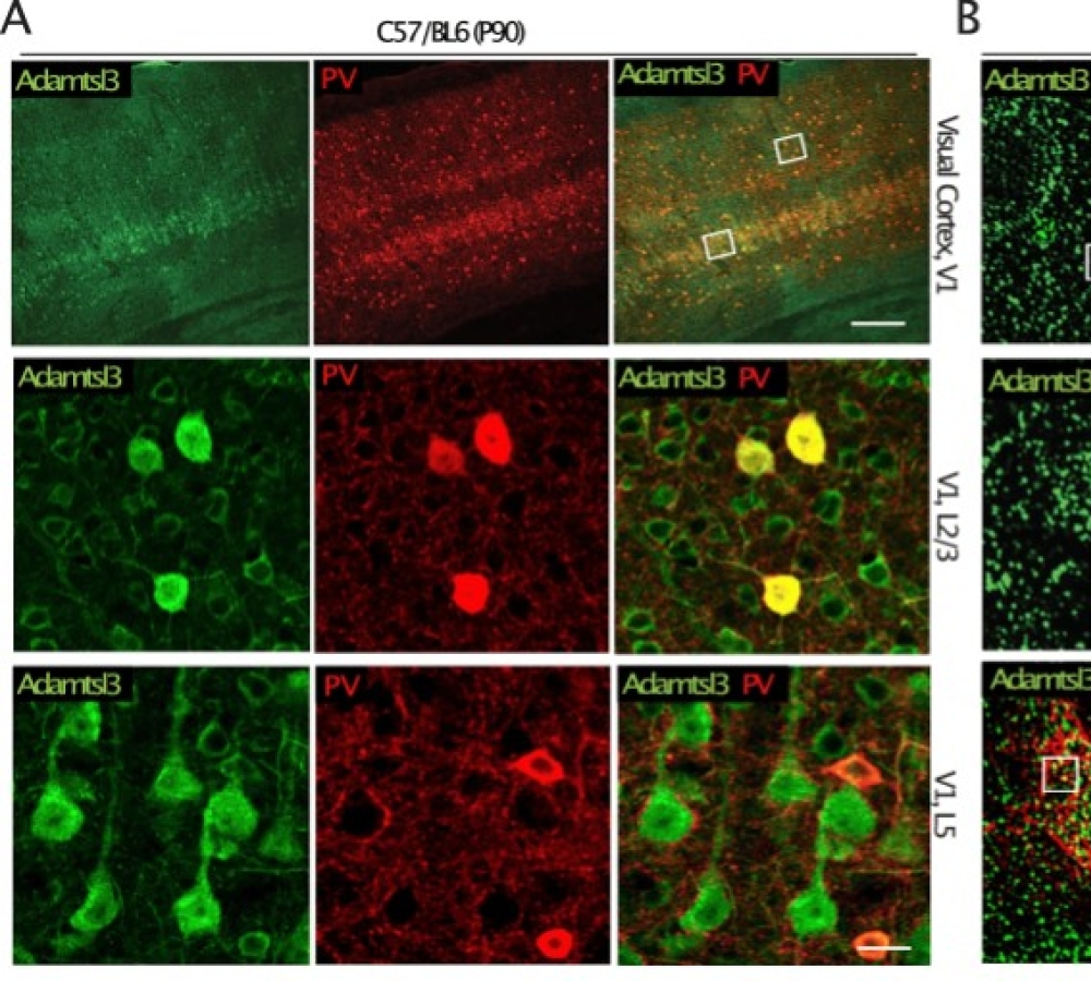 Adamtsl3 regulates perineuronal net and adult cortical plasticity