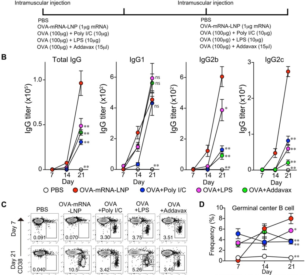 Distinct antigen presentation drives potent T cell immunity in mRNA-LNP vaccines