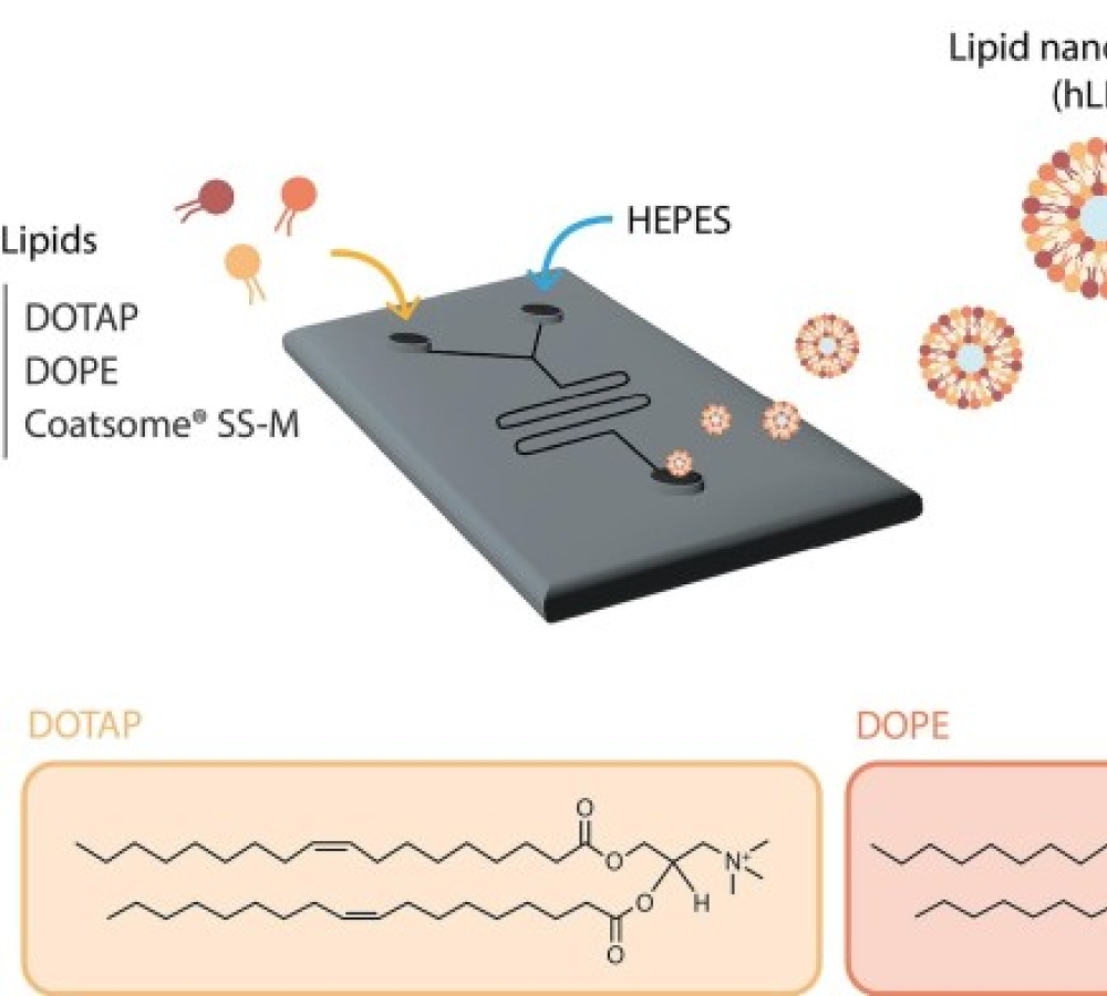 Muscle contribution in lipid nanoparticle mediated mRNA vaccine delivery