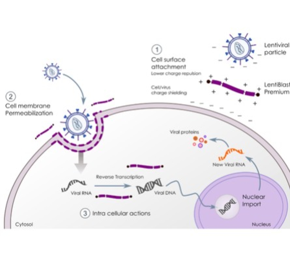 White paper: LentiBlast Premium, cationic poloxamers for lentiviral transduction