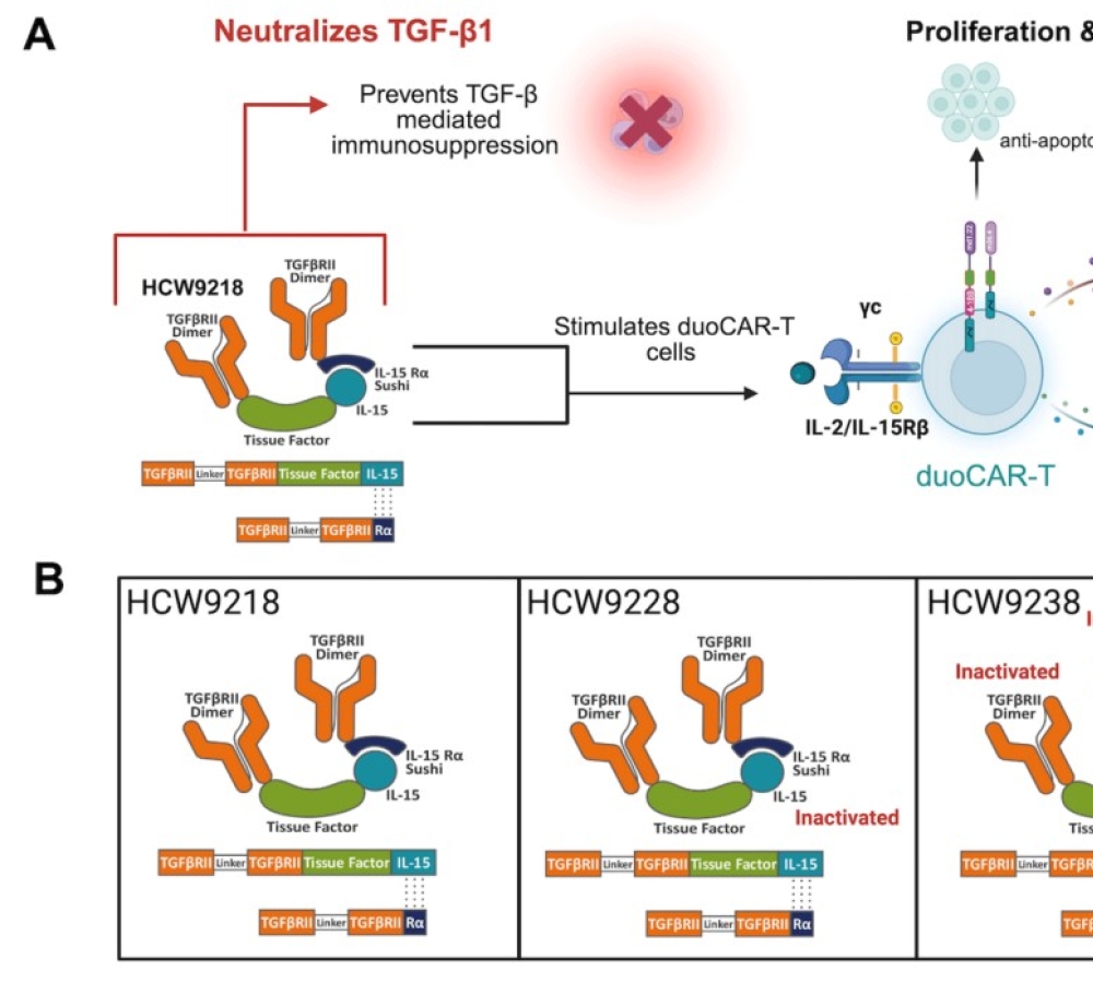 HIV-1-specific CAR-T cell activity enhanced by IL-15 and TGF-β modulation
