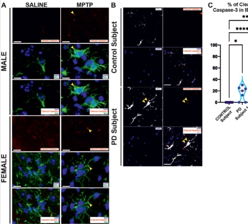Caspase-3 regulates RNA splicing and mitochondrial dynamics in microglia