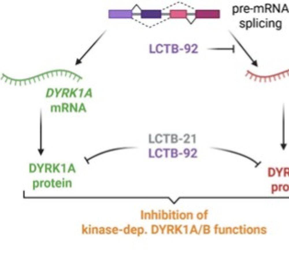 Small-Molecule-Mediated Depletion of the DYRK1B Protein Scaffold
