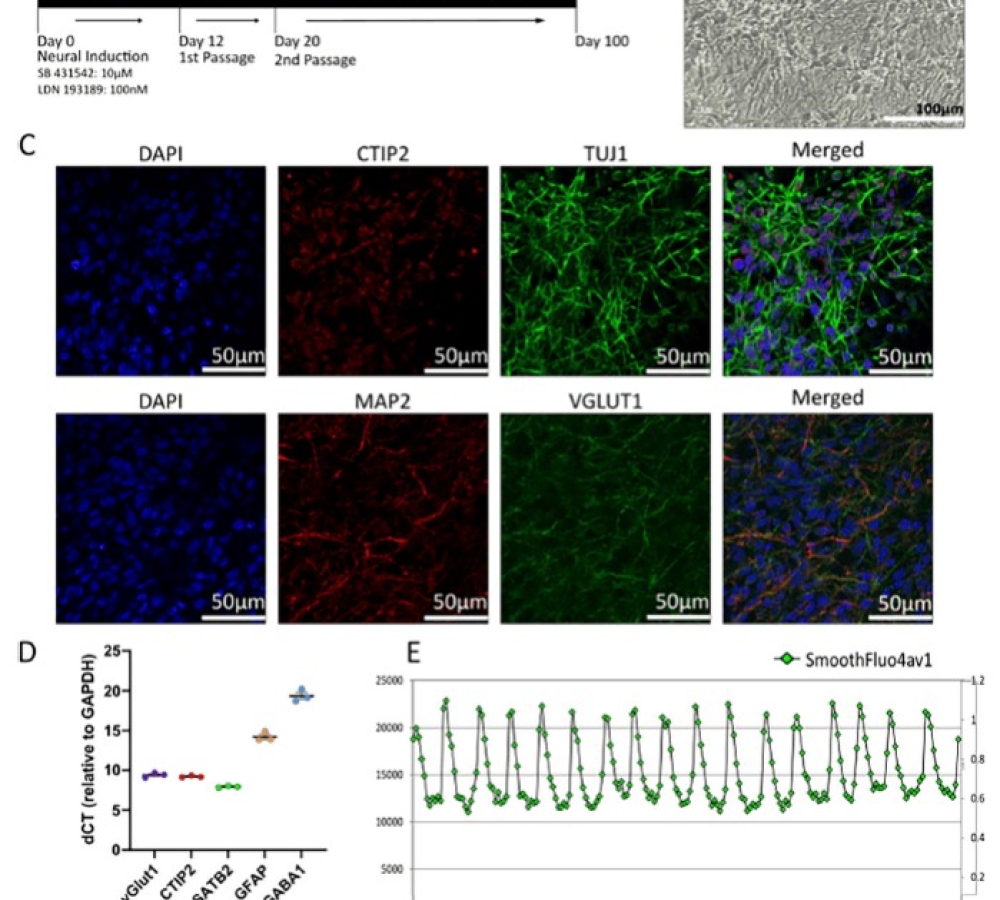 Activity-dependent 5′tRF GluCTC modulates neuronal networks in hiPSC neurons