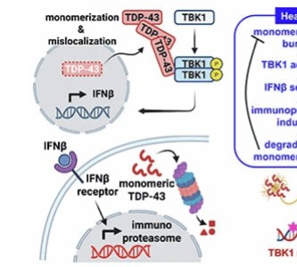 TBK1 eliminates monomeric TDP-43 via an IFNβ-immunoproteasome pathway in ALS