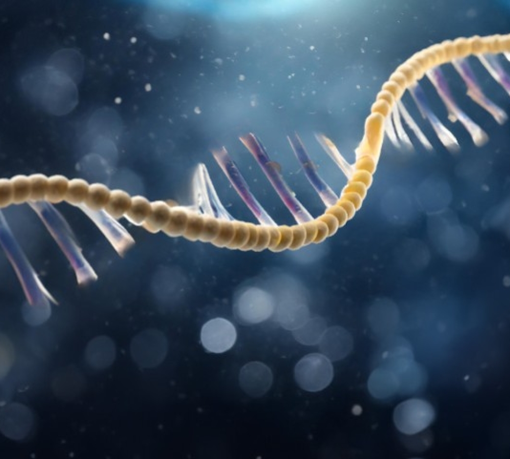 Deciphering the Complex Role of mRNA: Revealing Its Function in Cellular Process