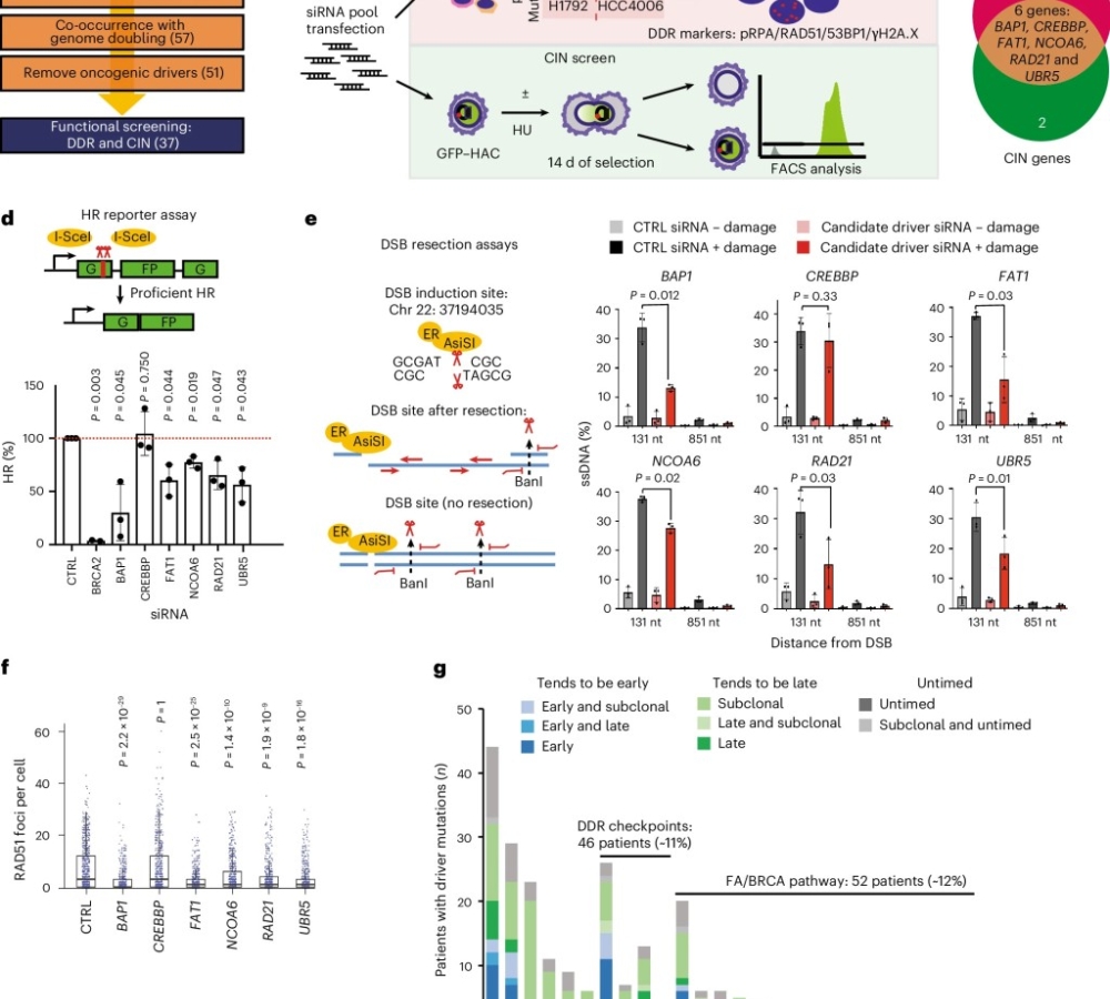 TRACERx analysis identifies a role for FAT1 in regulating chromosomal