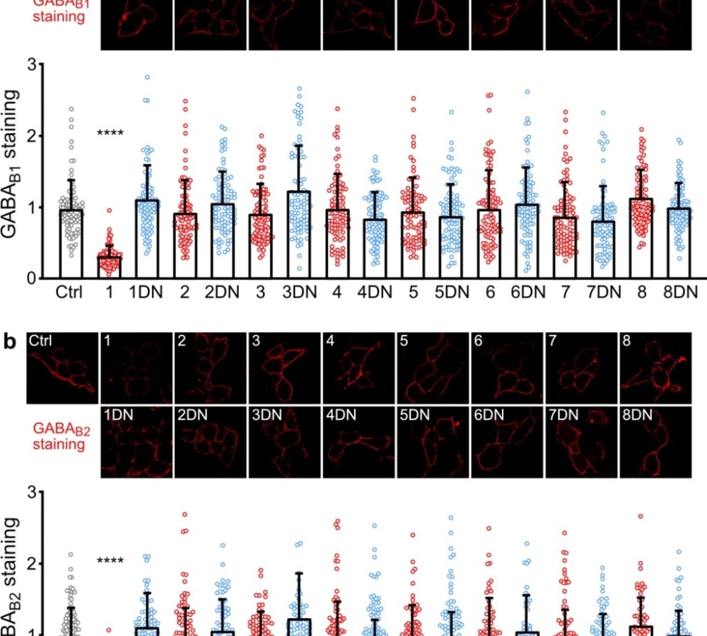  MARCH1 inhibits GABAB receptor recycling under ischemic conditions