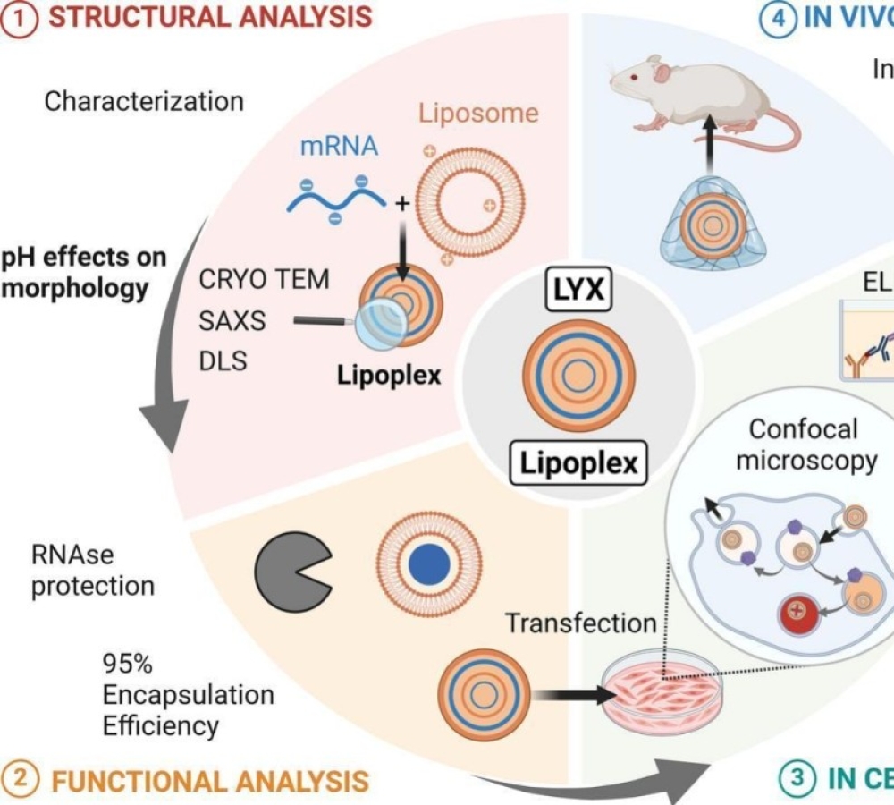 Characterization of a histidylated liposome for mRNA delivery